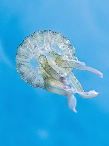 "Up to the sky"

Jelly from the South of Menorca. by Henry Jager 
